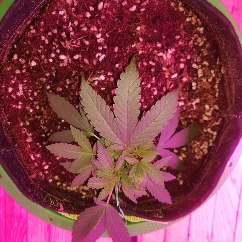 Bubblegum breath  #1 growlog timeline photo