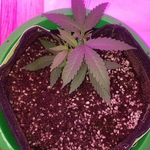 Bubblegum breath  #2 growlog timeline photo
