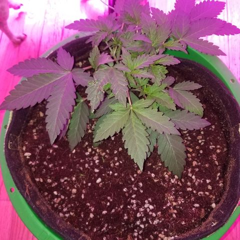 Bitchen Camaro  growlog timeline photo