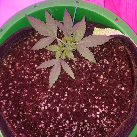 White widow  #1 growlog timeline photo