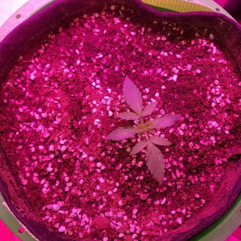 Bam Bam #3 growlog timeline photo