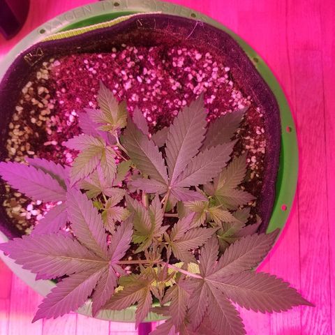 Kracken #1 growlog timeline photo