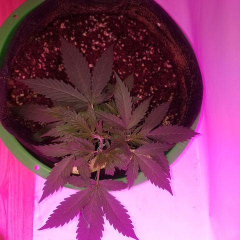 Kracken #2 growlog timeline photo
