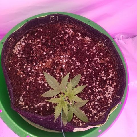 Do Si Dos Auto growlog timeline photo