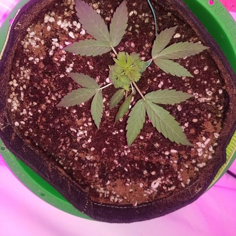G14 #1 growlog timeline photo