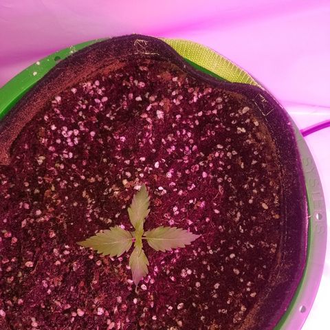 Bam Bam #2 growlog timeline photo