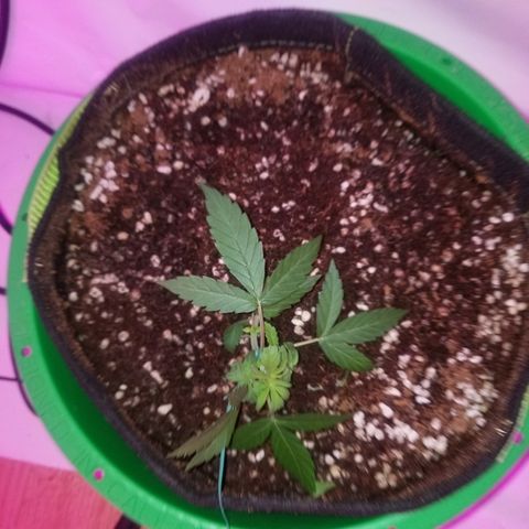 G14 #1 growlog timeline photo