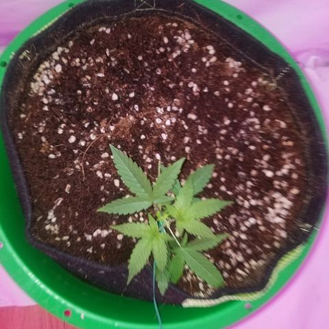 Do Si Dos Auto growlog timeline photo