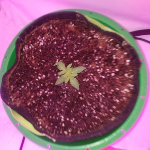 Bam Bam #1 growlog timeline photo