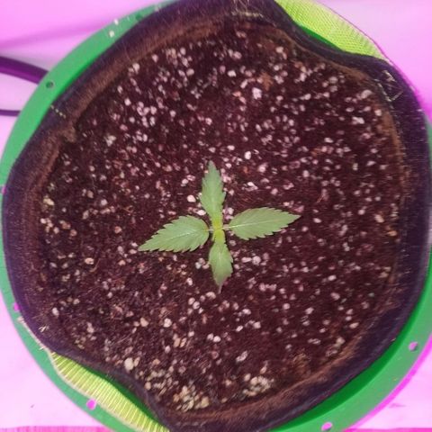 Bam Bam #2 growlog timeline photo