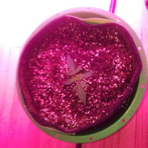 Bam Bam #3 growlog timeline photo