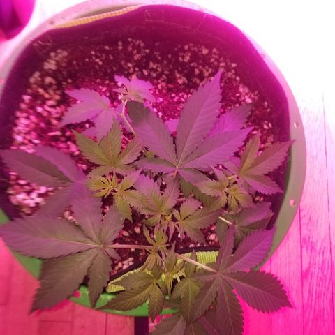 Kracken #1 growlog timeline photo