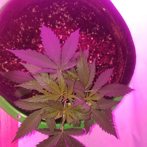 Kracken #2 growlog timeline photo
