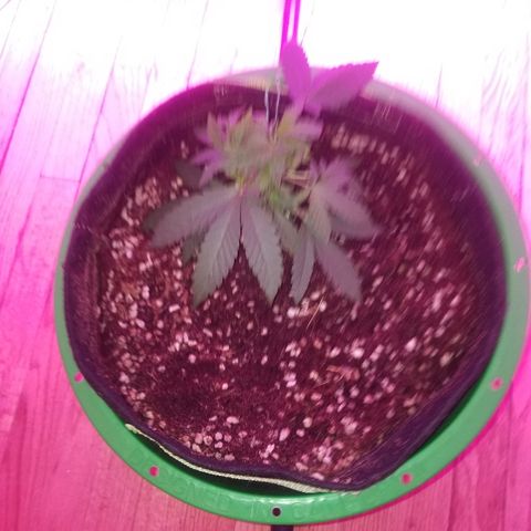 Bubblegum breath  #1 growlog timeline photo