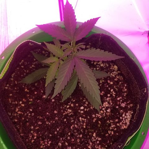 Bubblegum breath  #2 growlog timeline photo