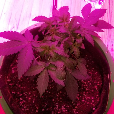 Bitchen Camaro  growlog timeline photo