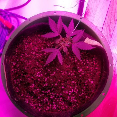 White widow  #1 growlog timeline photo