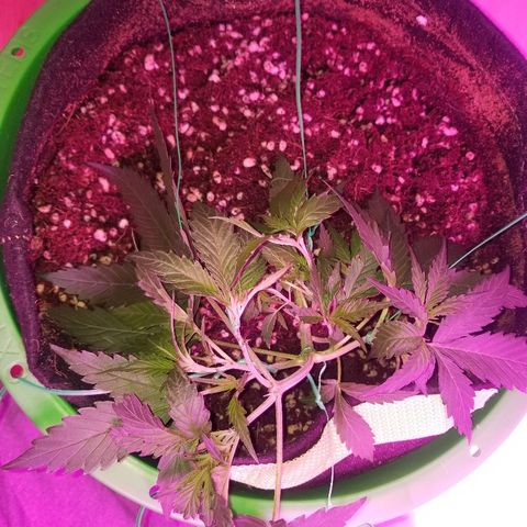 Kracken #2 growlog photo: More lst spread Around the pot