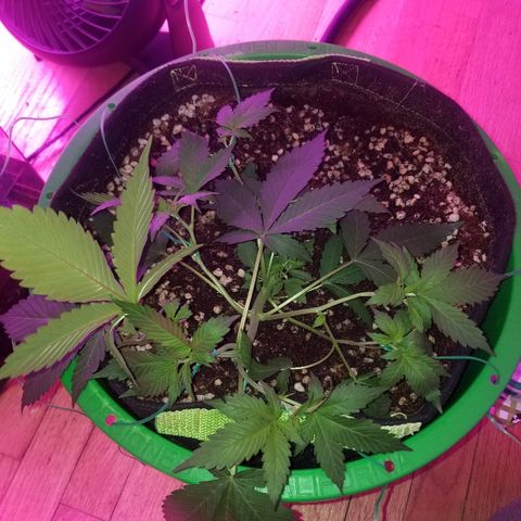 Kracken #1 growlog photo: More lst spread Around the pot