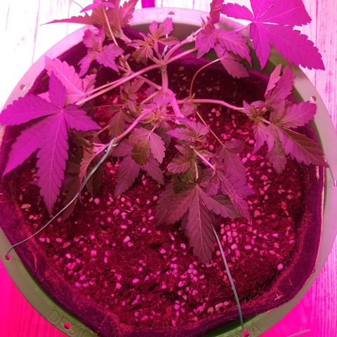 Bitchen Camaro  growlog photo: More lst spread Around the pot