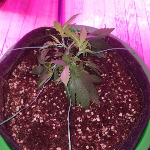 Bubblegum breath  #1 growlog photo: Lst 