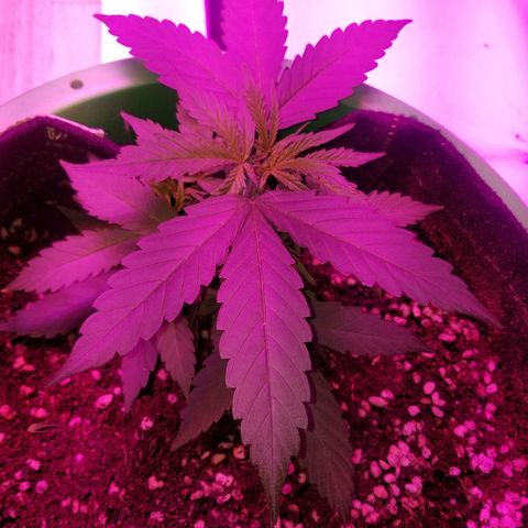 Bubblegum breath  #2 growlog timeline photo