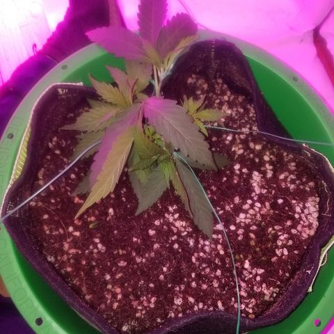 Bubblegum breath  #2 growlog timeline photo