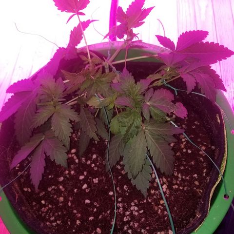 Bitchen Camaro  growlog timeline photo