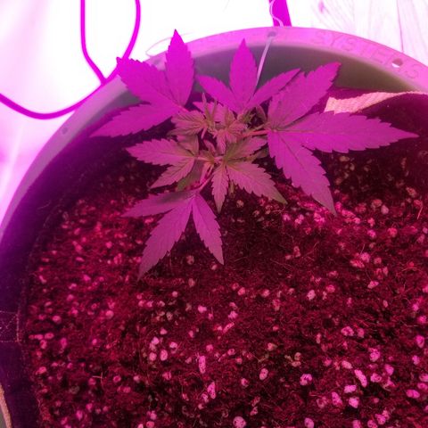 White widow  #1 growlog timeline photo