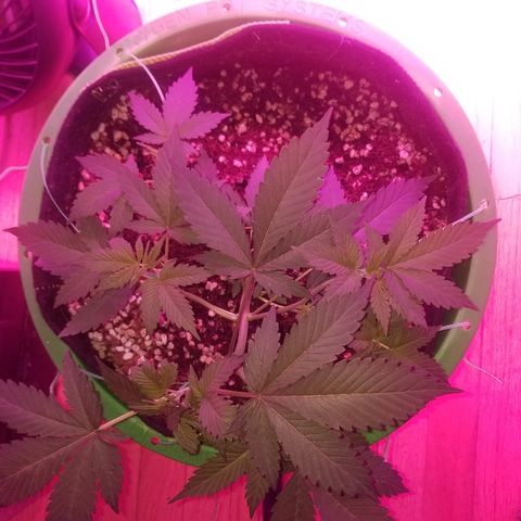 Kracken #1 growlog timeline photo