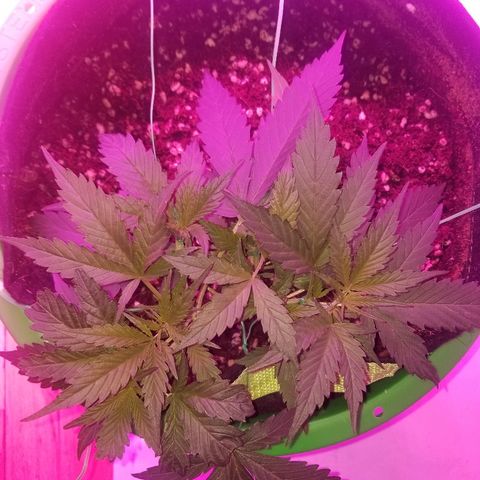 Kracken #2 growlog timeline photo