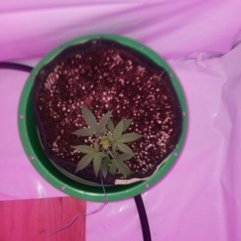 Do Si Dos Auto growlog timeline photo