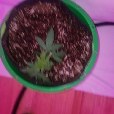 G14 #1 growlog timeline photo