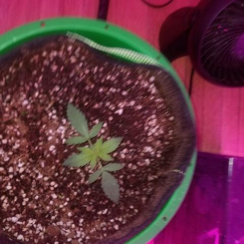 Bam Bam #3 growlog timeline photo