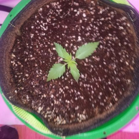Bam Bam #2 growlog timeline photo