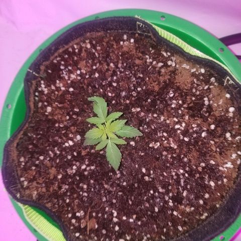 Bam Bam #1 growlog timeline photo