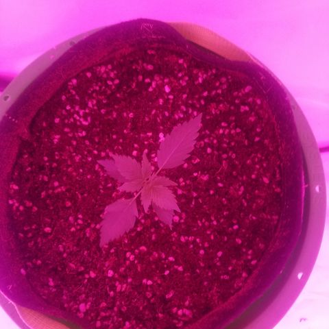 Bam Bam #2 growlog timeline photo
