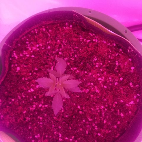 Bam Bam #1 growlog timeline photo