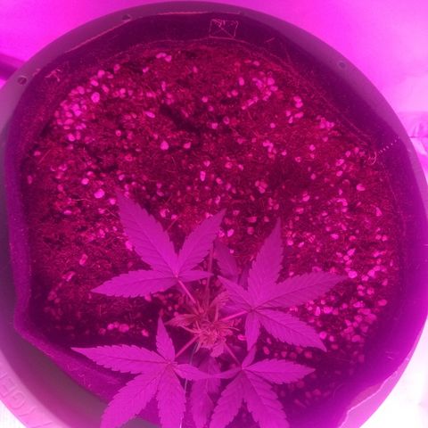 Do Si Dos Auto growlog timeline photo