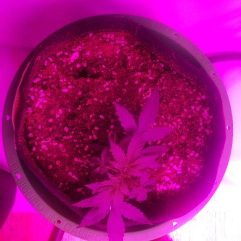 G14 #1 growlog timeline photo