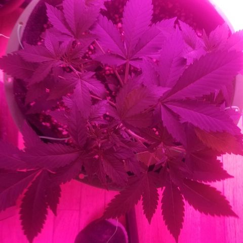 Kracken #1 growlog timeline photo