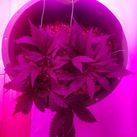 Kracken #2 growlog timeline photo