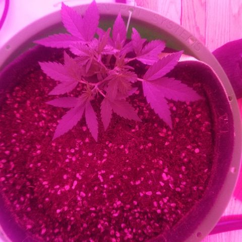 White widow  #1 growlog timeline photo