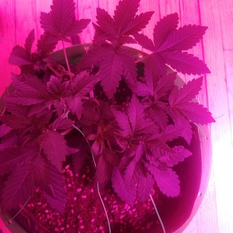 Bitchen Camaro  growlog timeline photo