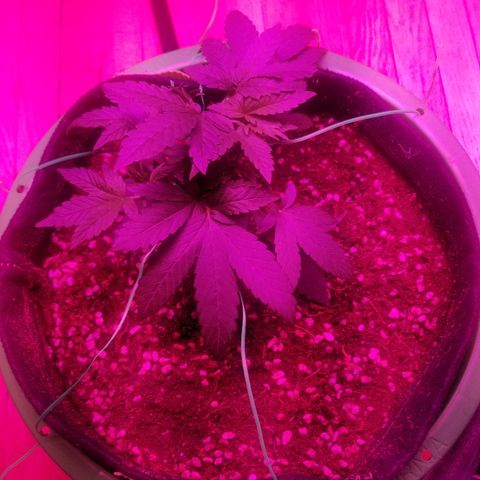 Bubblegum breath  #1 growlog timeline photo