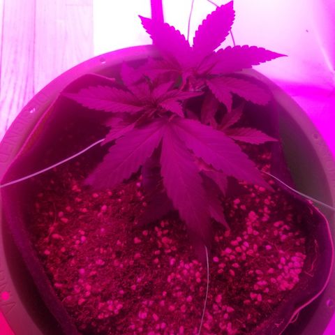 Bubblegum breath  #2 growlog timeline photo