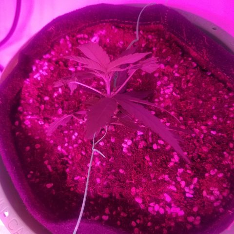 G14 #1 growlog timeline photo
