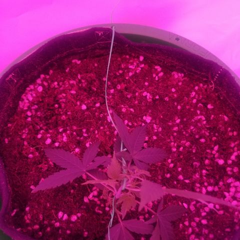 Do Si Dos Auto growlog timeline photo