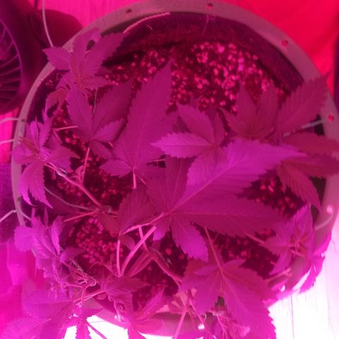 Kracken #1 growlog photo: More lst