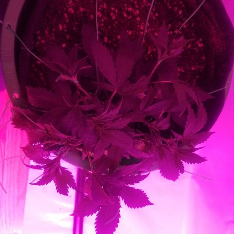 Kracken #2 growlog photo: More lst